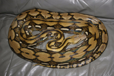 Сетчатый питон (Python reticulatus)